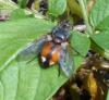 Peleteria rubescens